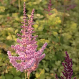 tawulka-arendsa-color-flash-sadzonka-wielobarwne-liscie-rozowe-kwiaty