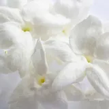 yodeyma-iris-eau-de-parfum-dla-kobiet-50-ml-marka-yodeyma