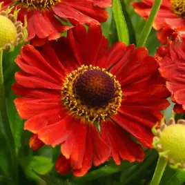 dzielzan-jesienny-salsa-intensywnie-czerwone-jesienne-kwiaty-dlugo-kwitnie