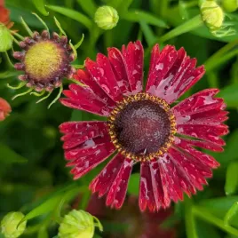 dzielzan-jesienny-siesta-dlugo-i-obficie-kwitnie-czerwono-pomaranczowy