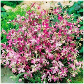 maciejka-dwuroga-jasno-fioletowa-intensywny-zapach-wieczorem-nasiona-3-g