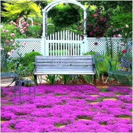 macierzanka-lilioworozowa-piaskowa-super-pachnaca-bylina-nasiona-01-g