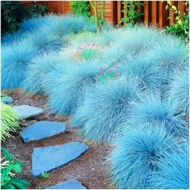 kostrzewa-sina-niebieska-nasiona-trawa-mrozoodporna