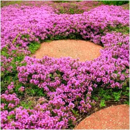 macierzanka-lilioworozowa-piaskowa-super-pachnaca-bylina-nasiona-01-g