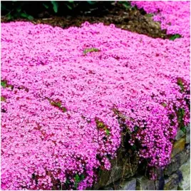 macierzanka-lilioworozowa-piaskowa-super-pachnaca-bylina-nasiona-01-g