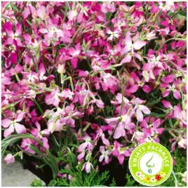 maciejka-dwuroga-jasno-fioletowa-intensywny-zapach-wieczorem-nasiona-3-g