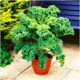 jarmuz-kapral-najzdrowsze-warzywo-witaminy-odporny-na-mroz-nasiona-1g