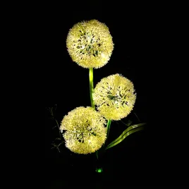 ogrodowe-ozdobne-lampki-solarne-rebel-czosnek-ozdobny