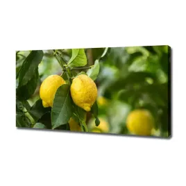 foto-obraz-na-plotnie-cytryny-na-drzewie-120x60-cm