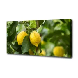 foto-obraz-na-plotnie-cytryny-na-drzewie-100x50-cm