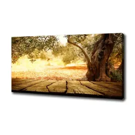 foto-obraz-na-plotnie-drzewo-oliwne-100x50-cm