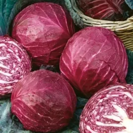 kapusta-glowiasta-czerwona-koda-2g-nasion-w-legutko-167