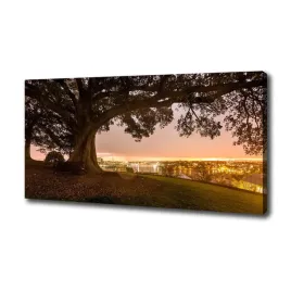duzy-foto-obraz-na-plotnie-stare-drzewo-100x50-cm