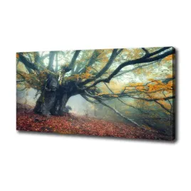 duzy-foto-obraz-na-plotnie-stare-drzewo-100x50-cm