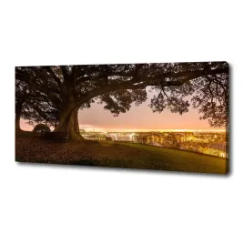 foto-obraz-duzy-na-plotnie-stare-drzewo-125x50-cm