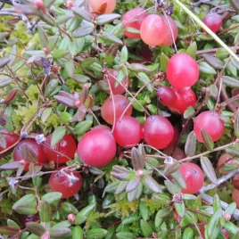 zurawina-willapa-red-duze-owoce-mega-plon-mrozoodporna-sadzonka-p9