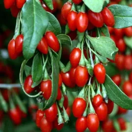 jagoda-goji-new-big-najzdrowsze-owoce-swiata-z-wlasnej-uprawy-sadzonka-p9