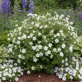 pieciornik-snowbird-biale-pelne-kwiaty-niska-bylina-sadzonka-p9