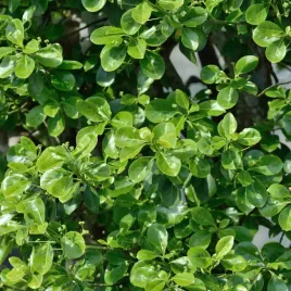 trzmielina-vegetus-wielkie-liscie-zimozielona-idealna-oslona-sadzonka-05l