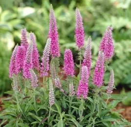 przetacznik-rosa-zwerg-rozowe-klosy-niska-bylina-sadzonka-p9