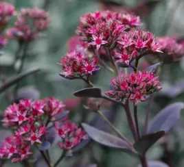 rozchodnik-red-sparkle-czerwony-akcent-w-twoim-ogrodzie-sadzonka-p9