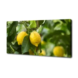 foto-obraz-na-plotnie-cytryny-na-drzewie-140x70-cm