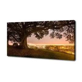 foto-obraz-duzy-na-plotnie-stare-drzewo-140x70-cm