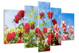 foto-obraz-szklo-akrylowe-tryptyk-dzikie-roze