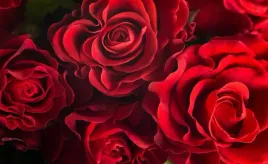 tapeta-flizelinowa-czerwone-roze-416x254