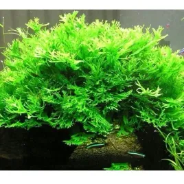 microsorium-pteropus-windelov-in-vitro-roslina-do-akwarium-na-korzen-2szt