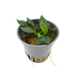 masta-anubias-pangolino-roslina-do-akwarium-koszyk