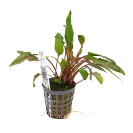 masta-cryptocoryne-beckettii-roslina-do-akwarium-koszyk