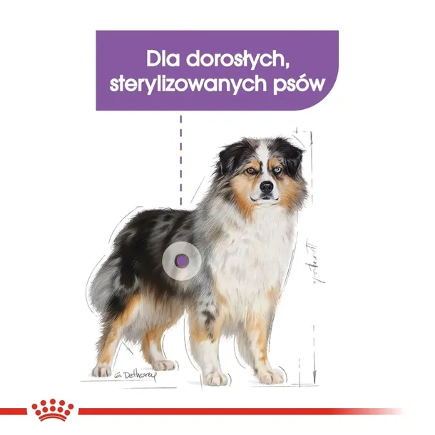 royal-canin-ccn-medium-sterilised-12kg-wiek-zwierzecia-psy-dorosle