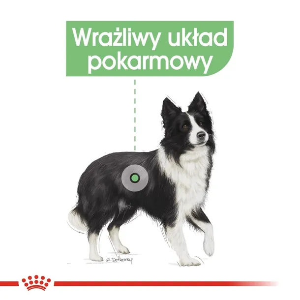 royal-canin-ccn-medium-digestive-care-12kg-karmy-specjalne-dla-psow-z-nadwrazliwoscia-pokarmowa