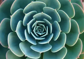 fototapeta-flizelinowa-aloes-zielony-208x146
