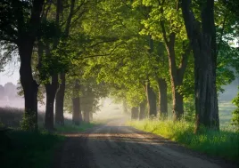 fototapeta-flizelinowa-aleja-drzew-208x146