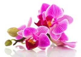 fototapeta-flizelinowa-kwiaty-orchidei-208x146