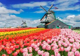 fototapeta-flizelinowa-holandia-wiatraki-208x146