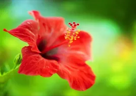 fototapeta-flizelinowa-hibiskus-czerwony-208x146