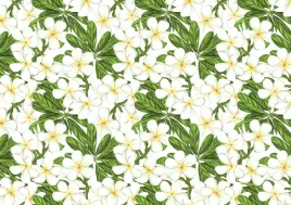 fototapeta-flizelinowa-plumeria-kwiaty-208x146