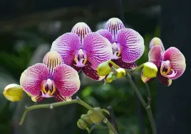 fototapeta-flizelinowa-orchidea-fioletowy-208x146