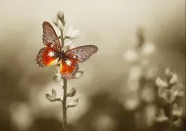 fototapeta-flizelinowa-motyl-kwiaty-208x146