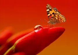 fototapeta-flizelinowa-motyl-tulipan-208x146