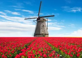 fototapeta-flizelinowa-tulipany-wiatrak-208x146