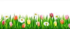 tapeta-flizelinowa-tulipany-trawa-250x104