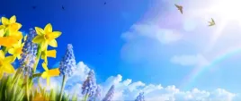 tapeta-flizelinowa-zonkil-niebieski-250x104