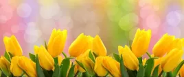 tapeta-flizelinowa-tulipany-zolty-250x104