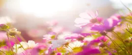 tapeta-flizelinowa-stokrotki-kwiaty-250x104