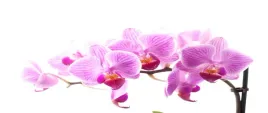 tapeta-flizelinowa-rozowa-orchidea-250x104