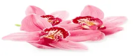 tapeta-flizelinowa-rozowa-orchidea-250x104